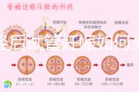 絕經后試管妊娠如何支持黃體戳，醫生：掌握時間很重要