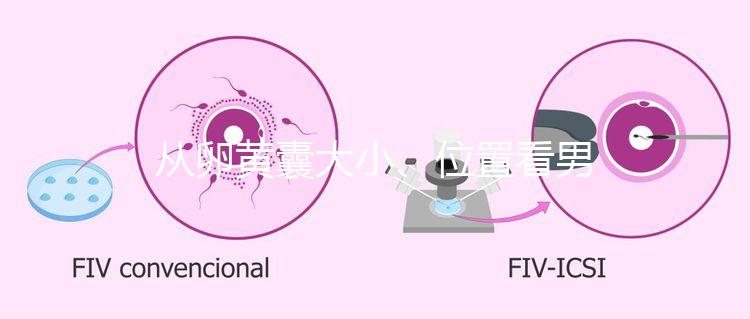 從卵黃囊大小、位置看男女，寶寶性別分辨一眼就準(zhǔn)