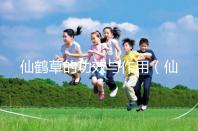 仙鶴草的功效與作用(仙鶴草的功效與作用與主治)