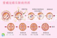 為什么六種性激素是月經(jīng)第二