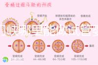 三門峽哪里能做試管嬰兒？從經(jīng)歷談成功率和費(fèi)用