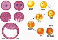 沈陽試管雙胞胎醫(yī)院排名速覽，60s告訴你皇姑區(qū)有哪些
