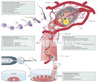 廣東育兒假期是強制規定！深圳包不包括雙休日這均有答復