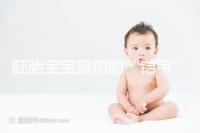 胚胎寶寶最初的“鎧甲”,圖解透明帶構成成分