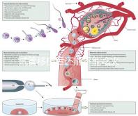 試管移植后還能不能吃火鍋嗎?能吃or不能吃看大家怎么說