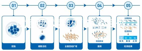 試管要做囊胚(試管要做囊胚嗎)