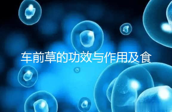 車前草的功效與作用及食用方法(男性長期喝車前草好處)