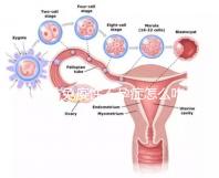 預防免疫性不孕癥怎么吃?
