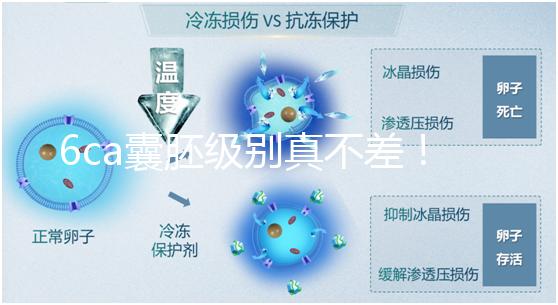 6ca囊胚級(jí)別真不差!嘗試移植才有機(jī)會(huì),有信心才能“好孕”