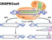 2024年龍結(jié)婚大利月的好答案在這里，想結(jié)婚
